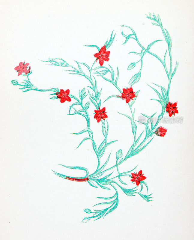 野生花卉的古董植物学插图:海Spurrey Sandwort, Arenaria marina